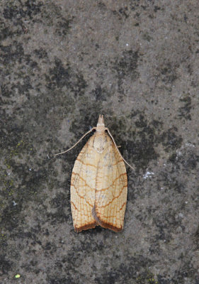 Maple Button Moth
