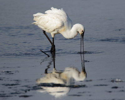 Spoonbill