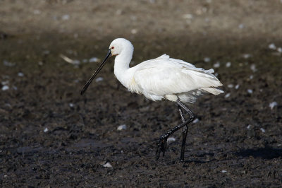 Spoonbill