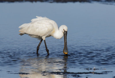 Spoonbill