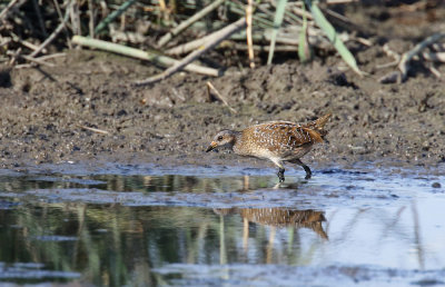 Spotted Crake