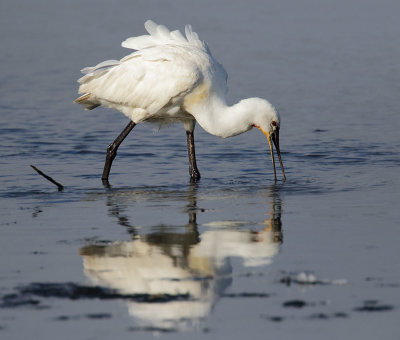 Spoonbill