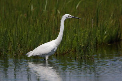Egret, Little