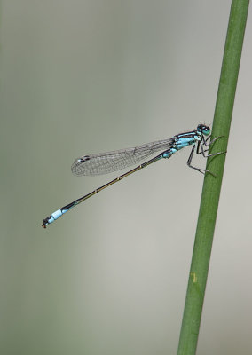 Damselfly, Blue-tailed
