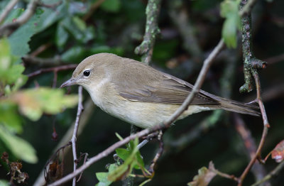 Warbler, Garden
