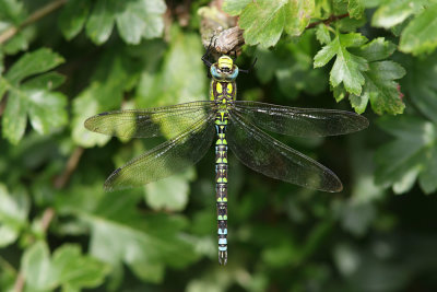 Hawker, Southern
