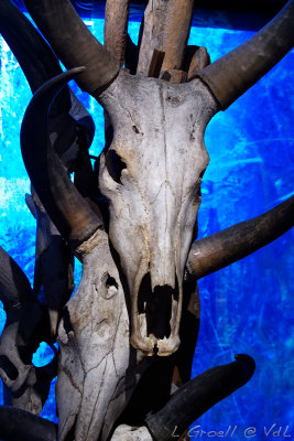 Musée JChirac_189_openWith.jpg