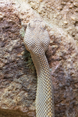 Zoo Houston 719_025_openWith.jpg