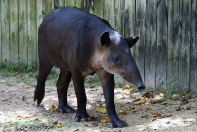 Zoo Houston 719_176_openWith.jpg