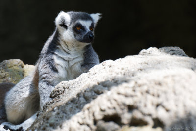 Zoo Houston 719_265_openWith.jpg