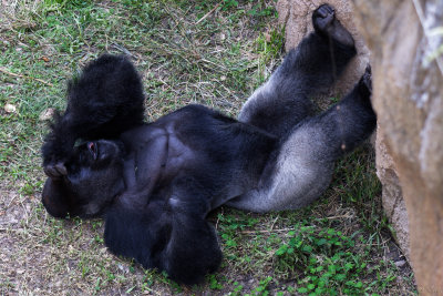 Zoo Houston 719_479_openWith.jpg