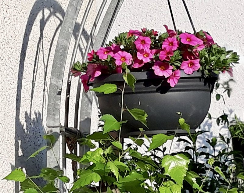 Zauberglckchen / Calibrachoa million bells hanging basket