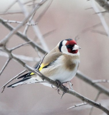 European Goldfinch