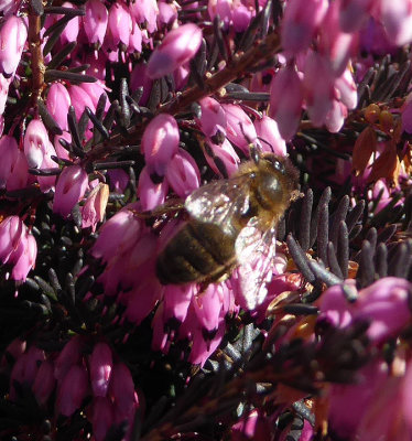 bee on winter heather