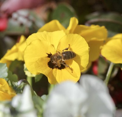 bee on horned pansy