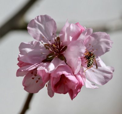 my pretty almond tree is blooming 
