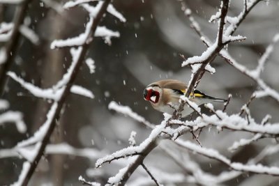 European goldfinch