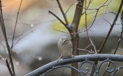 house sparrow in the rain