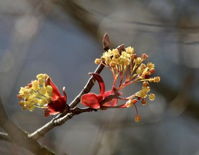 Blooming Maple Tree Branches