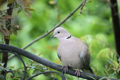 Trkentaube / Collared Dove 