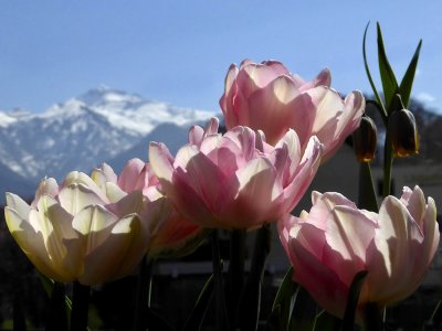 Tulips on my Balcony with View to the Krpf