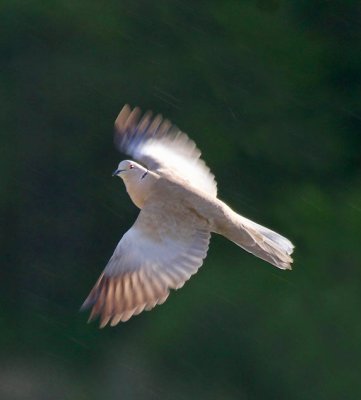 Trkentaube / Collared Dove
