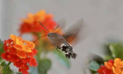 Taubenschwnzchen  / Hummingbird Hawk-moth