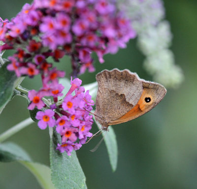 grosses Ochsenauge / meadow brown (butterfly) 