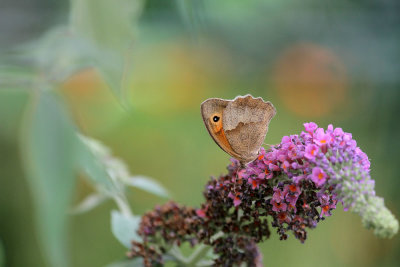 grosses Ochsenauge / meadow brown (butterfly) 