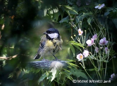 Young Great Tit