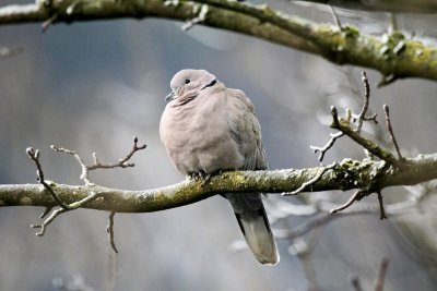 Trkentaube / Eurasian Collared Dove 