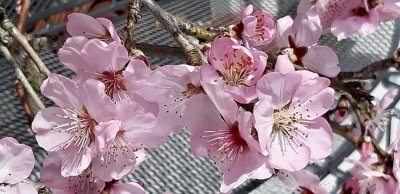 Mandelblte / Almond blossom