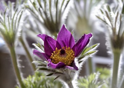 Kchenschelle / Pasque Flower