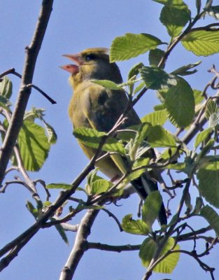 Greenfinch singing...