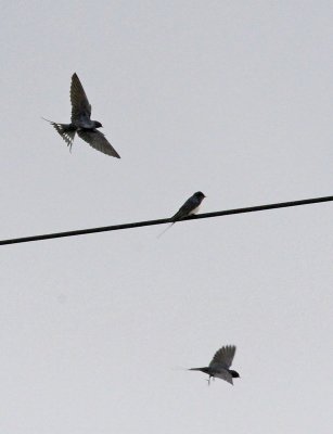 The Swallows are back...