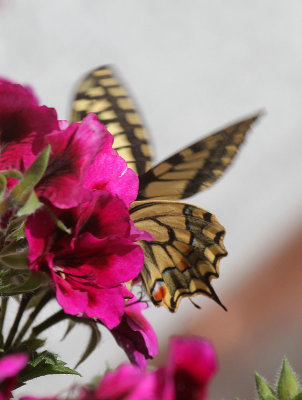 Schwalbenschwanz / Swallowtail 