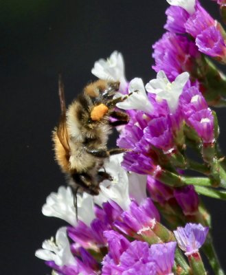bumble bee on limonium 