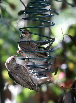 house sparrows 