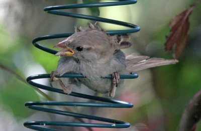 young house sparrow