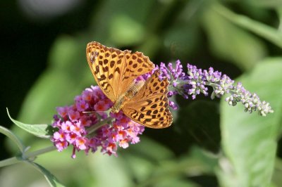 Perlmutterfalter / Fritillary