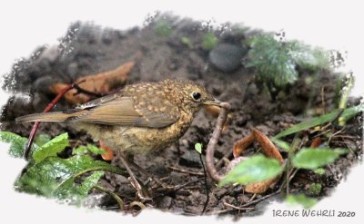 Young Robin with a big Meal