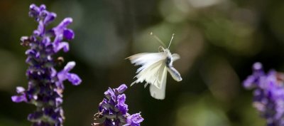 cabbage white butterfly in action