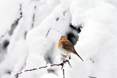 Robin in the snow