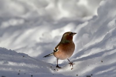 Buchfink / Chaffinch