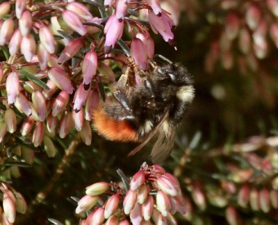 Winter heather and bumblebee
