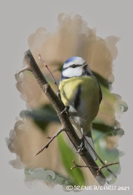 Blaumeise / Blue Tit 