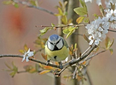 Blaumeise / Blue Tit