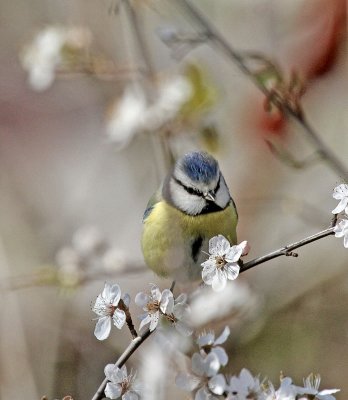 Blue Tit