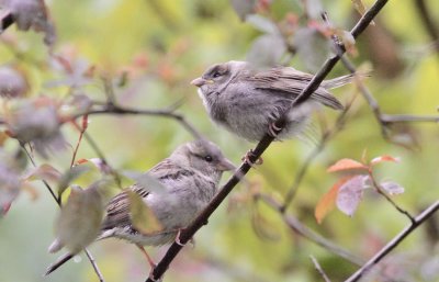 young sparrows