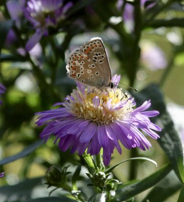 Bluling / common blue